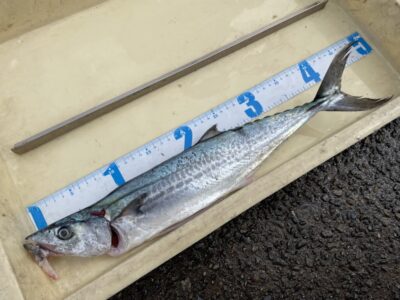 <p>匿名様　沖の北　ショアジギ　サゴシ🎣</p>