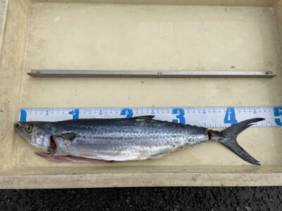 <p>匿名様　沖の北　ショアジギ　サゴシ🎣</p>