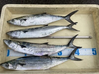 <p>たっちゃん様　沖の北　ショアジギ　サゴシ4匹🎣</p>