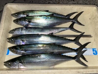 <p>匿名様　沖の北　ショアジギ　サゴシ6匹🎣午後からの釣果♪♪</p>