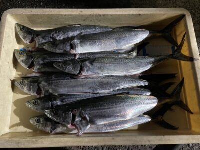 <p>匿名様　沖の北　ショアジギ　サゴシ多数🎣午後の釣果♪♪</p>