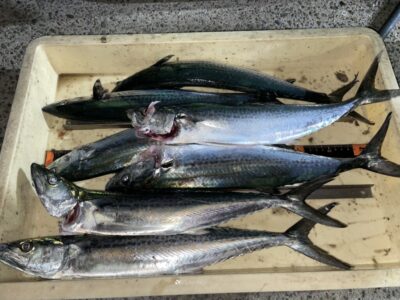 <p>匿名様　沖の北　ショアジギ　サゴシ7匹🎣午後の釣果♪♪</p>