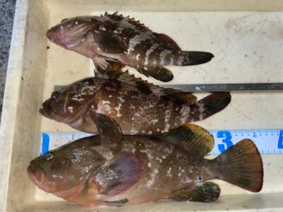 <p>田中様　中波止2番　エビ撒き　アコウ35.5cmまで3匹✨</p>