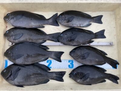 <p>磯やんの弟子(非公認)吉岡様　旧一文字赤灯　ふかせ釣り　グレ28cmまで🎣</p>