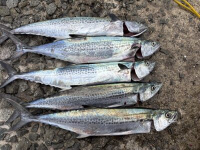 <p>㊈中村様　沖の北   ショアジギ　13時〜17時まで　サゴシ5匹🎣</p>