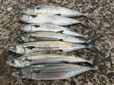 <p>恋する立田君　沖の北　ショアジギ　サゴシ7匹🎣15時〜17時までの釣果♪♪</p>