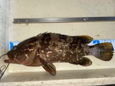 <p>石中鉄工所様　中波止3番　エビ撒き　アコウ36cm✨昨日のリベンジおめでとうございます♪♪</p>