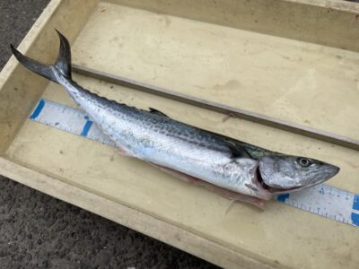 <p>玉井様　沖の北　ショアジギ　サゴシ🎣</p>