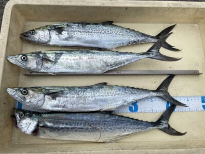 <p>福井様　沖の北　13時〜15時まで　ショアジギでサゴシ4匹🎣</p>