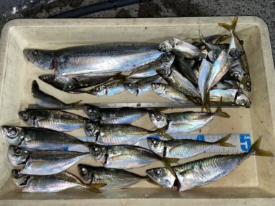 <p>小谷夫婦様　沖の北　サビキ釣りで小アジ〜中アジとサバ🎣ショアジギで念願のサゴシもGET✨</p>