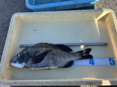 <p>唐見様　旧一文字赤灯　エビ撒き　チヌ41cm🎣</p>