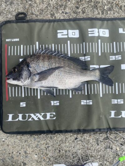 <p>吉岡様　旧一文字白灯　ふかせ釣りでチヌ34cm🎣</p>