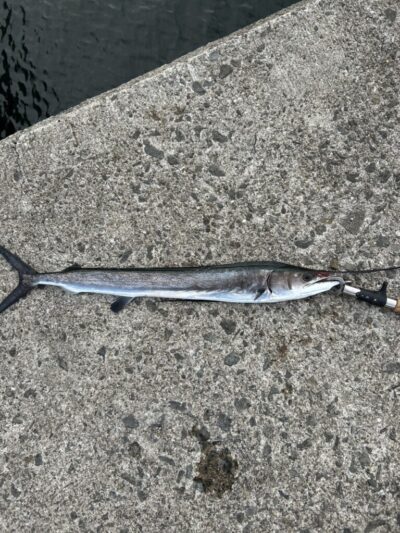 <p>サワラハンター白江様　沖の北　ショアジギでカジキ！！！</p>