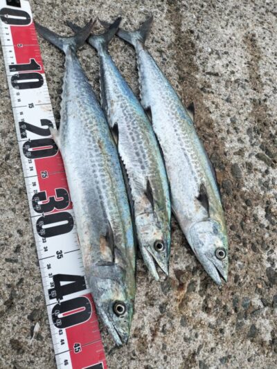 <p>まぁ様　沖の北　ショアジギでサゴシ！</p>