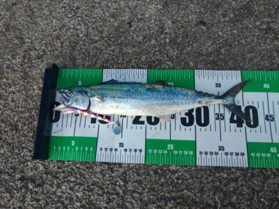 <p>杉原様　沖の北　アズーロスターダスト40gでサゴシ🎣</p>