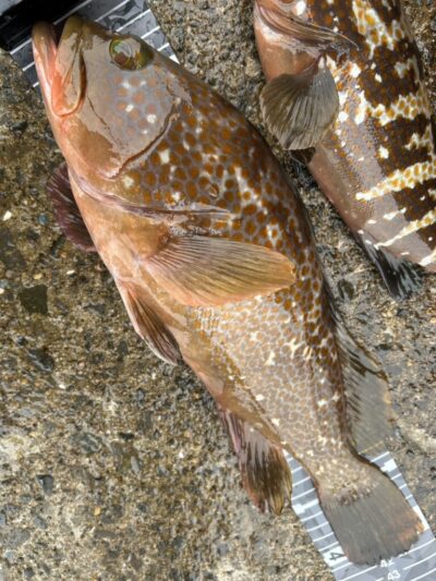 <p>F様　沖の北　エビ撒き釣りでアコウ42cm ！</p>