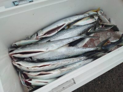 <p>沖の北　ショアジギでサゴシ！</p>