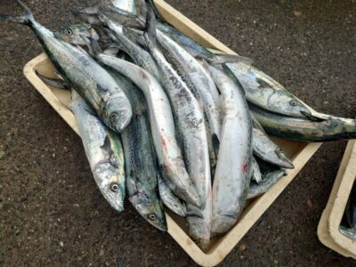 <p>沖の北　ショアジギでサゴシ！</p>