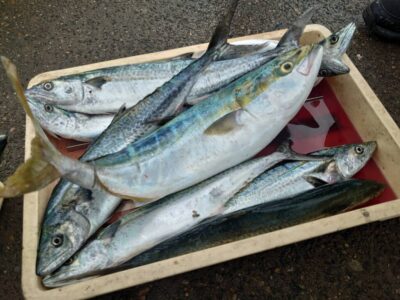 <p>沖の北　ショアジギでメジロとサゴシ</p>