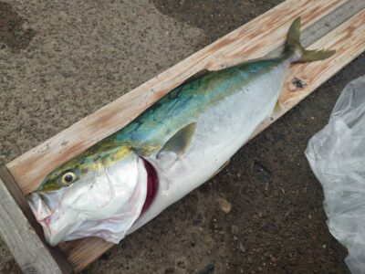 <p>太田様　沖の北　ショアジギでメジロ65cm！</p>