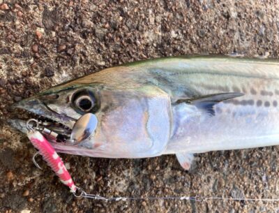 <p>釣れない猫様　沖の北　ジャックアイ・マキマキ20gでサゴシ！ボトムからスロー巻きでヒット！</p><p>サイズを小さくするか、速さで騙すか…。</p>