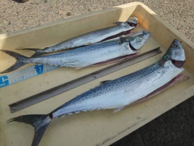 <p>沖の北　ショアジギでサゴシ！</p>