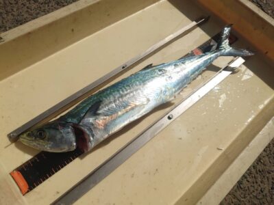 <p>沖の北　ショアジギでサゴシ！</p>
