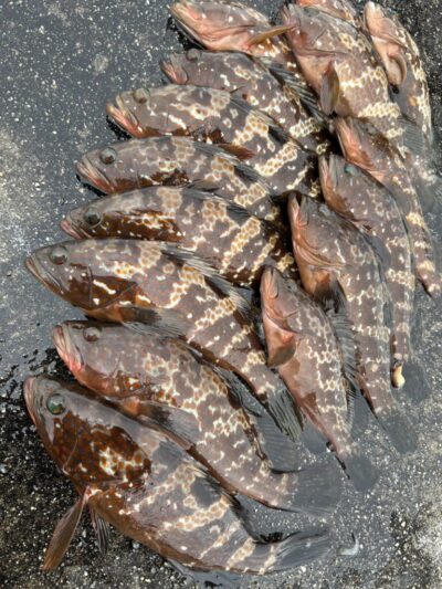 <p>福山様　沖の北外向き　エビ撒き釣りでアコウ！撮影後リリース♪</p>