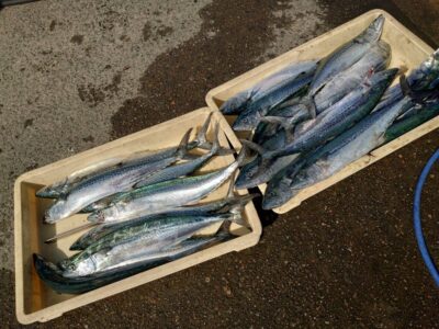 <p>沖の北　ショアジギでサゴシ！</p>