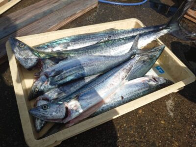 <p>沖の北　ショアジギでサゴシ＆サワラ2本！</p>