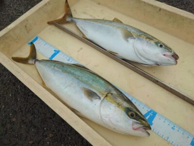 <p>森様　沖の北　ショアジギでハマチ！</p>