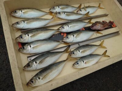 <p>高倉様　沖の北内向き　サビキで中アジ！</p><p>※現在、飲ませ用のアジは現地調達可能です</p>