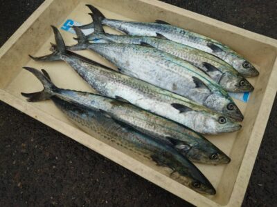 <p>山田様　沖の北　ショアジギでサゴシ！</p>