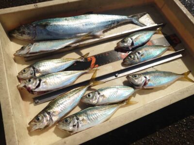 <p>改發様　沖の北　ショアジギでサゴシ！足元サビキで中アジ！</p>