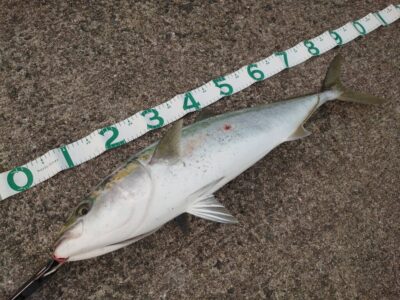 <p>田中様　沖の北　飲ませ釣りでブリ86cm！6時半頃にヒット！</p>