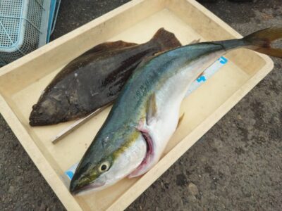 <p>久田様　沖の北外向き　飲ませ釣りでヒラメ＆メジロ！2日連続ヒラメゲット♪</p>