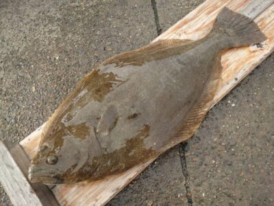 <p>藤岡様　沖の北　飲ませ釣りでヒラメ60cm！</p>