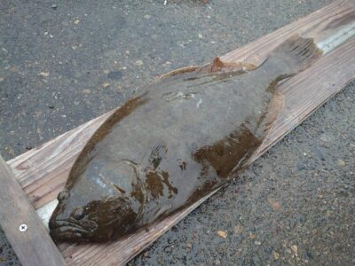 <p>松本様　沖の北外向き　飲ませ釣りでヒラメ58cm！</p>
