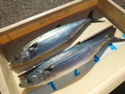 <p>福井様　沖の北　ショアジギでサゴシ！9時頃にヒット！</p>
