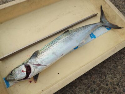 <p>沖の北　ショアジギでサゴシ！</p>