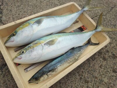 <p>太田様　沖の北　飲ませ釣りでメジロ2本！ショアジギでサゴシ！</p><p>※エレベータ仕掛けですが、ウキ止めシモリ玉を入れて、枝が底から3ヒロくらいで止まるようにした仕掛けです。</p>