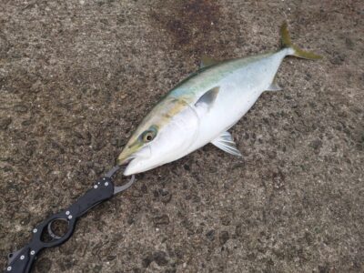 <p>沖の北　飲ませ釣りでメジロ！6時すぎにヒット！</p>