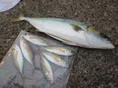 <p>山内様　沖の北　飲ませ釣りでメジロ！内向き足元サビキで豆〜中アジ！</p>