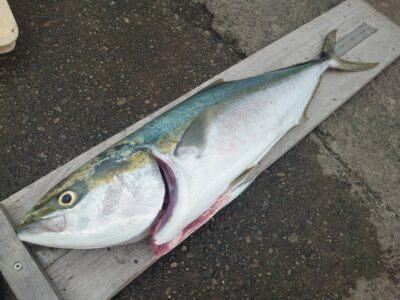 <p>濱地様　沖の北　飲ませ釣りでブリ！</p>