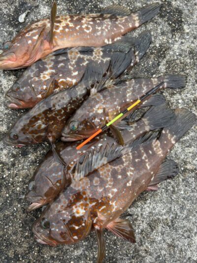 <p>福山様　沖の北外向き　エビ撒き釣り　ハネ狙いの壁際2.5ヒロでアコウが連発！40cmくらいのハネも1つ♪撮影後リリース♪</p>