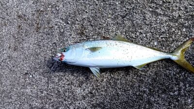 <p>にったこ様　沖の北　ショアジギでハマチ！</p>