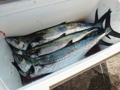 <p>沖の北　ショアジギでサゴシ！</p>