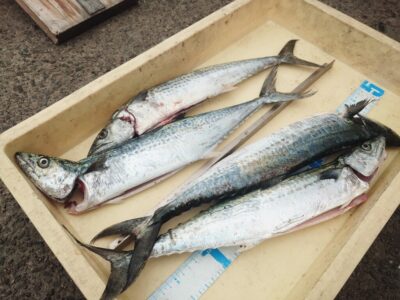 <p>沖の北</p>