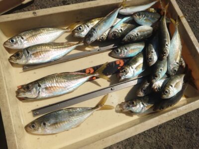 <p>磯田様　沖の北内向き　飛ばしサビキで中アジ！豆〜小アジをひたすら釣ってって感じです。いいサイズ♪</p>