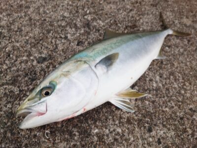 <p>沖の北外向き　飲ませ釣りでメジロ！6時すぎにヒット！</p>